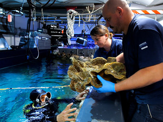 Sequenza inaugurale, Museo oceanografico di Monaco, 24 ottobre 2025 © Philippe Fitte / Institut océanographique. Sequenza inaugurale, Museo oceanografico di Monaco, 24 ottobre 2025 © Philippe Fitte / Institut océanographique.