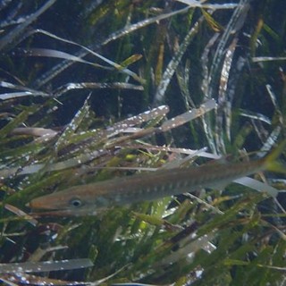 Sottocosta …a cura di Ghjuvan Pasquale