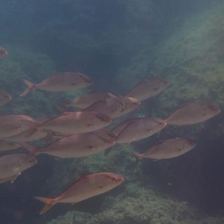 Sottocosta …a cura di Ghjuvan Pasquale