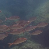 Sottocosta …a cura di Ghjuvan Pasquale