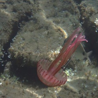 Sottocosta …a cura di Ghjuvan Pasquale