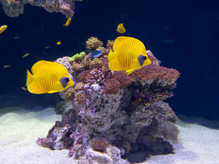 Sequenza inaugurale, Museo oceanografico di Monaco, 24 ottobre 2025 © Philippe Fitte / Institut océanographique. Sequenza inaugurale, Museo oceanografico di Monaco, 24 ottobre 2025 © Philippe Fitte / Institut océanographique.