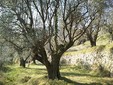 Foto 5: Passeggiare nell'antico uliveto di Villa Barbary Foto 5: Passeggiare nell'antico uliveto di Villa Barbary