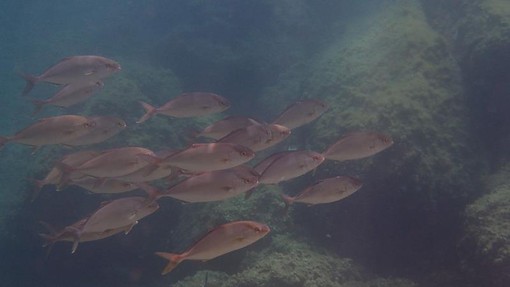 Sottocosta …a cura di Ghjuvan Pasquale Sottocosta …a cura di Ghjuvan Pasquale