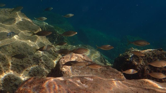 Sottocosta …a cura di Ghjuvan Pasquale Sottocosta …a cura di Ghjuvan Pasquale