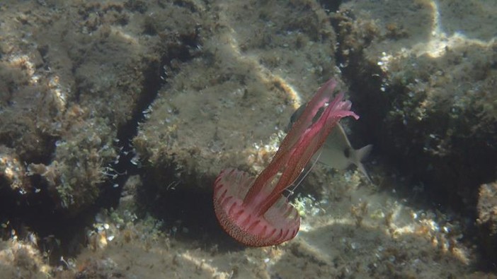 Sottocosta …a cura di Ghjuvan Pasquale