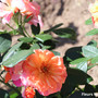 Coup de coeur des Amis de la Roseraie - Fleurs multiples Meiconfiz.