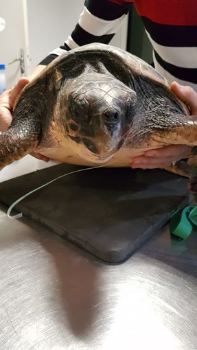 Rapidamente assunta dai guaritori, la piccola tartaruga è stata curata con successo.