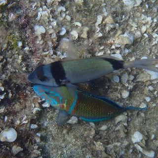 Sottocosta …a cura di Ghjuvan Pasquale