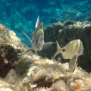 Sottocosta …a cura di Ghjuvan Pasquale