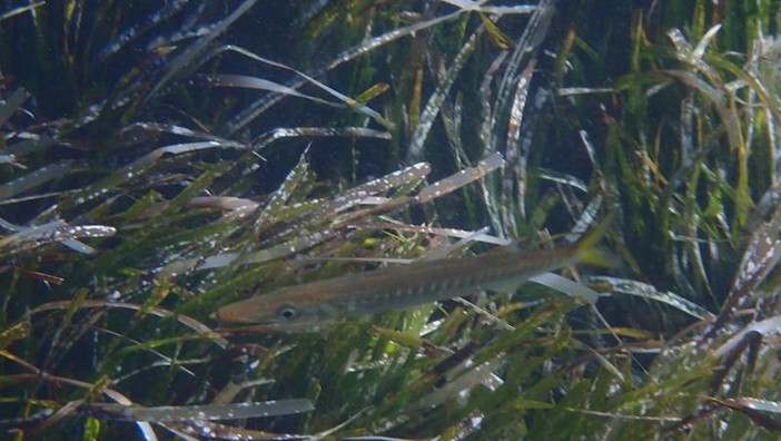 Sottocosta …a cura di Ghjuvan Pasquale