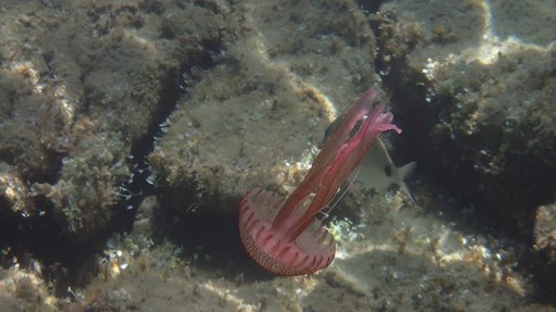 Sottocosta …a cura di Ghjuvan Pasquale