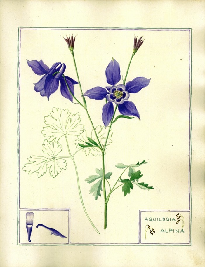 Clarence Bicknell - Aquilegia Alpina. Coll. Association Clarence Bicknell.jpg Clarence Bicknell - Aquilegia Alpina. Coll. Association Clarence Bicknell.jpg