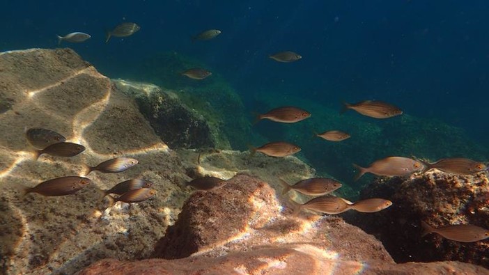 Sottocosta …a cura di Ghjuvan Pasquale Sottocosta …a cura di Ghjuvan Pasquale