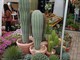 Vorresti un bel giardino o un terrazzo ricco di colori ma non hai tempo? Scopri il mondo dei cactus e e delle succulente con AG Sanremo