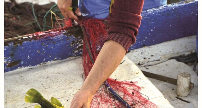 Aux origines de Cannes - Pêche et autres trésors de la mer
