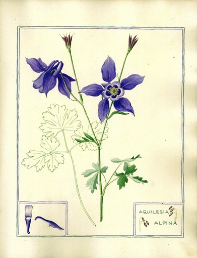 Clarence Bicknell -  Aquilegia Alpina. Coll. Association Clarence Bicknell.jpg