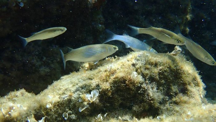 Sottocosta …a cura di Ghjuvan Pasquale