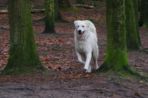 Passeggiate nel bosco: è obbligatorio tenere il cane al guinzaglio