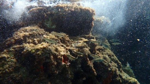 Sottocosta …a cura di Ghjuvan Pasquale