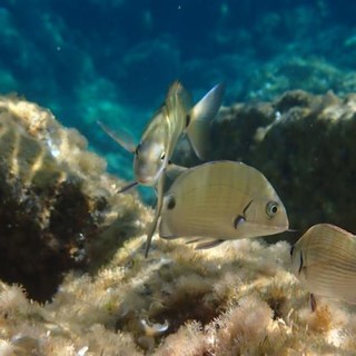 Sottocosta …a cura di Ghjuvan Pasquale