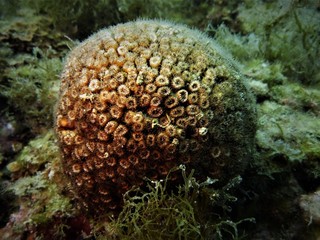 Cladocora caespitosa