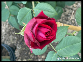 Coupe du Parfum - Hybride de thé Perugino® Oralipar.