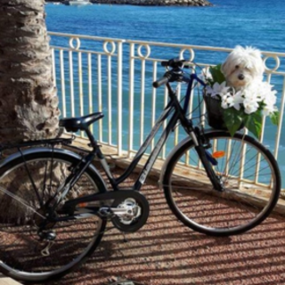 Cane a passeggio (foto di Luisella Cappio)