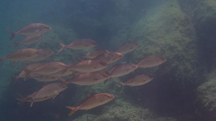 Sottocosta …a cura di Ghjuvan Pasquale