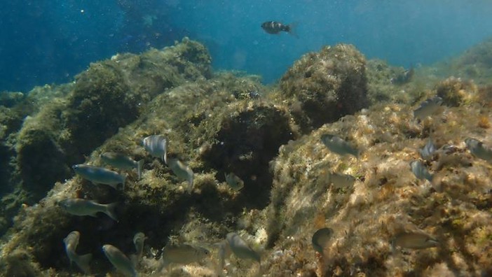 Sottocosta …a cura di Ghjuvan Pasquale