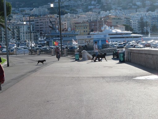 Cani, gatti, cavalli, pesci rossi, canarini, capre…una sfilata di animali sarà organizzata sulla Promenade a Nizza