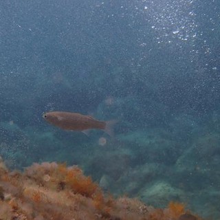 Sottocosta …a cura di Ghjuvan Pasquale