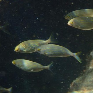 Sottocosta …a cura di Ghjuvan Pasquale