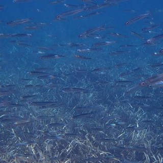 Sottocosta …a cura di Ghjuvan Pasquale