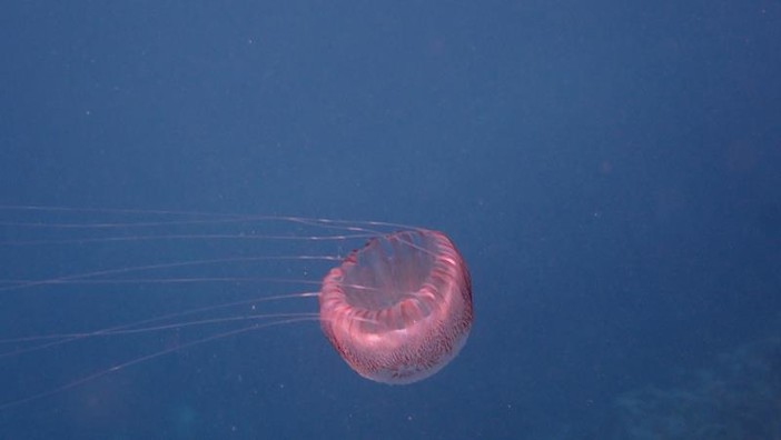 Sottocosta …a cura di Ghjuvan Pasquale