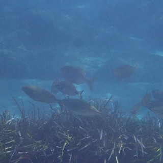 Sottocosta …a cura di Ghjuvan Pasquale