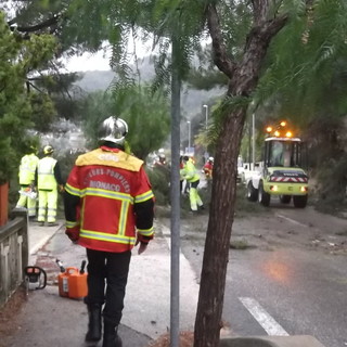 Ondata di maltempo: importante intervento delle forze dell'ordine per rimuovere 2 alberi abbattuti vicino Monaco IMMAGINI