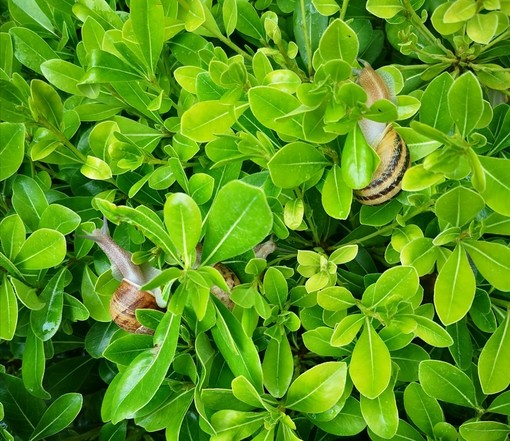 "Dopo la pioggia" di Robert Benassaya "Dopo la pioggia" di Robert Benassaya