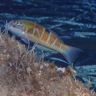 Sottocosta …a cura di Ghjuvan Pasquale