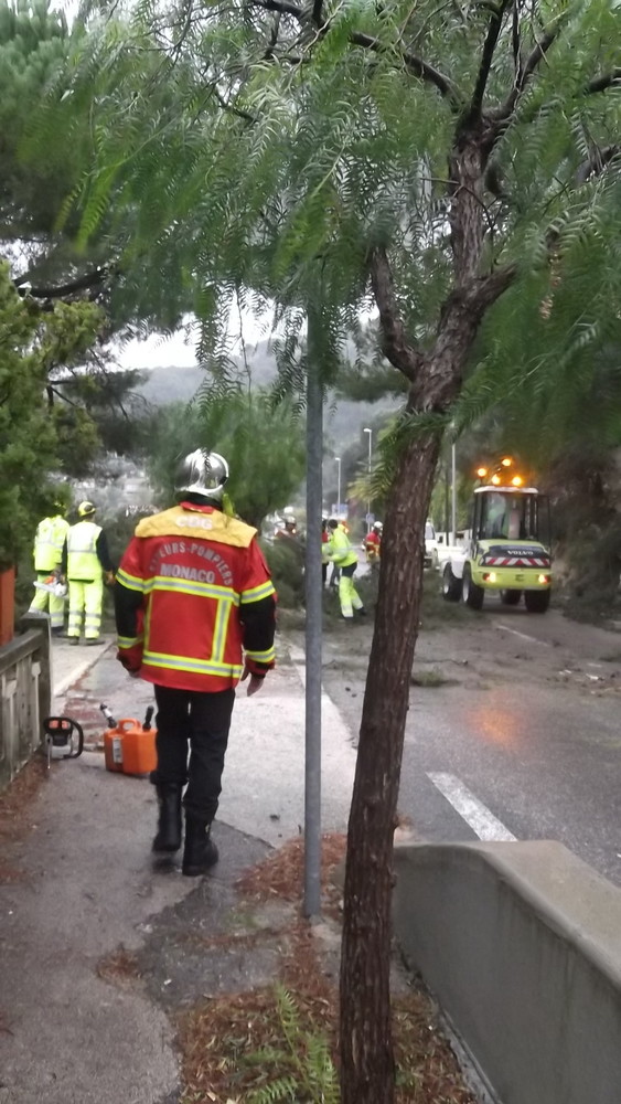 Ondata di maltempo: importante intervento delle forze dell'ordine per rimuovere 2 alberi abbattuti vicino Monaco IMMAGINI