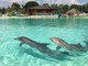 Sino al 31 agosto a Marinelad gli spettacoli dei delfini in notturna, una magia da non perdere