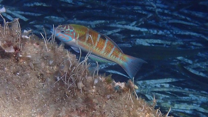 Sottocosta …a cura di Ghjuvan Pasquale Sottocosta …a cura di Ghjuvan Pasquale