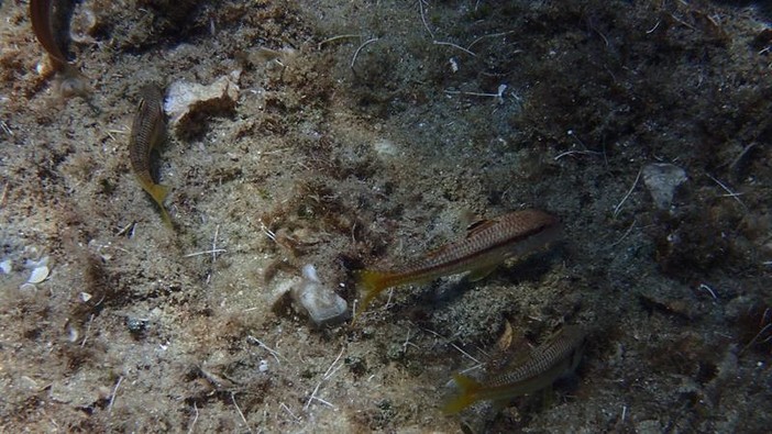 Sottocosta …a cura di Ghjuvan Pasquale Sottocosta …a cura di Ghjuvan Pasquale