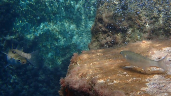 Sottocosta …a cura di Ghjuvan Pasquale Sottocosta …a cura di Ghjuvan Pasquale