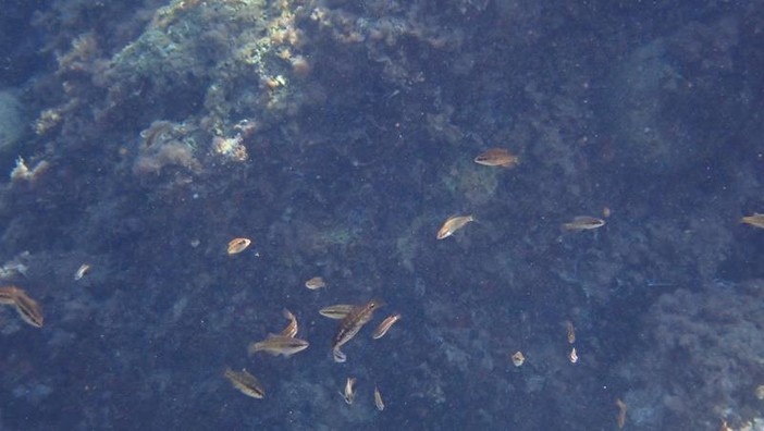 Sottocosta …a cura di Ghjuvan Pasquale Sottocosta …a cura di Ghjuvan Pasquale