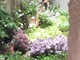 Montecarlo, speciale concorso bouquet: il giardino segreto di Eridana Romano