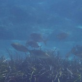 Sottocosta …a cura di Ghjuvan Pasquale Sottocosta …a cura di Ghjuvan Pasquale