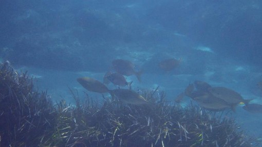 Sottocosta …a cura di Ghjuvan Pasquale