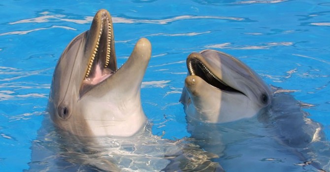 Delfini senza casa: Beauval si arrende, la Francia perde la sua ultima speranza