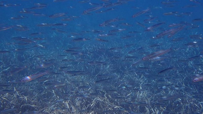 Sottocosta …a cura di Ghjuvan Pasquale